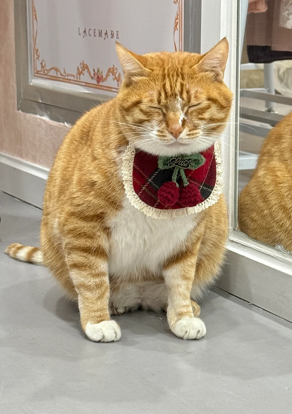 Evil Cat Pet Bib - Image 5