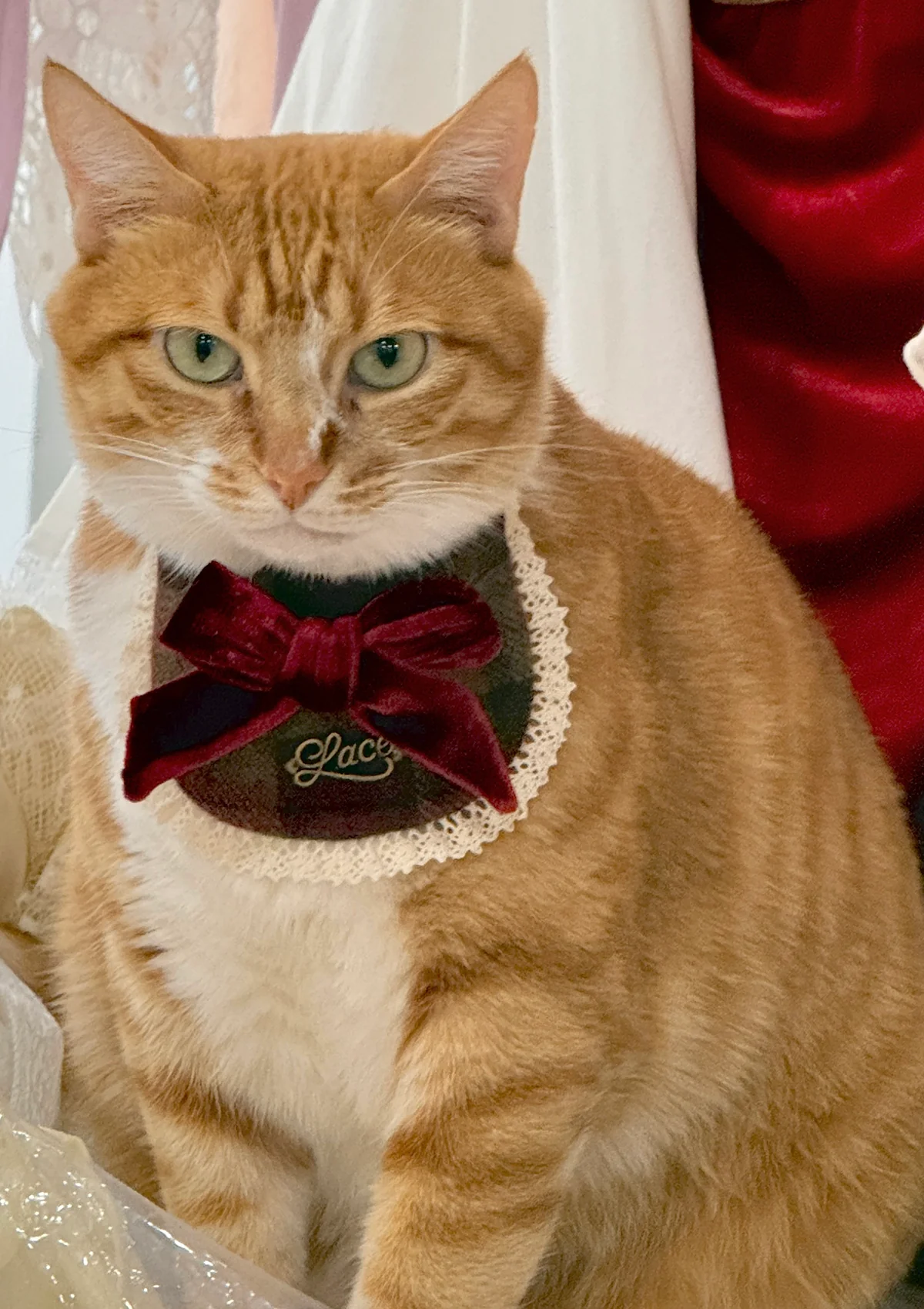 Evil Cat Pet Bib - Image 6